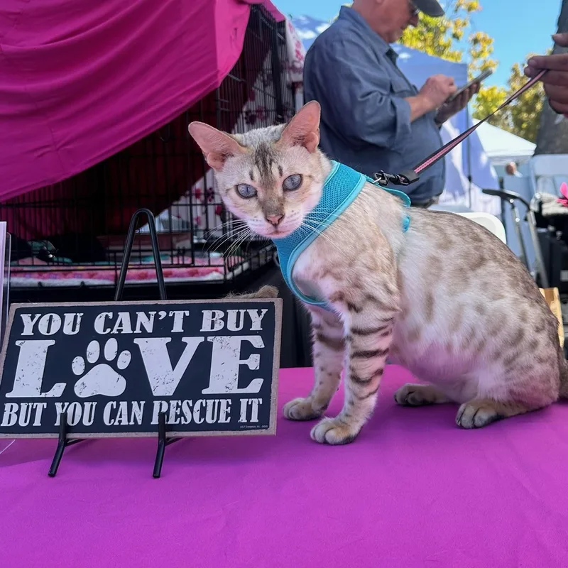 A young medium-sized female Bengal cat named Luna for adoption in Los Altos Hills, CA