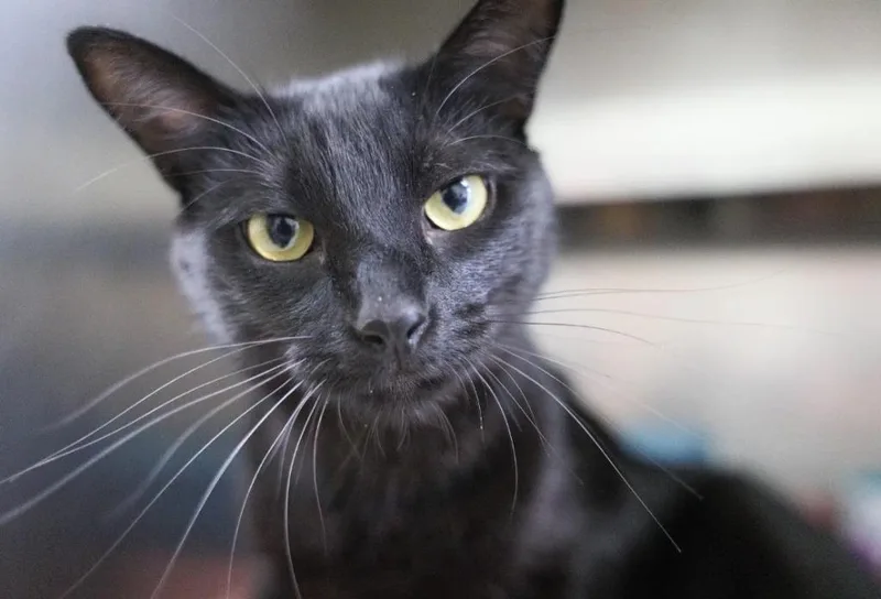 An adult medium-sized male Domestic Short Hair cat named Kodak for adoption in Kingsland, GA