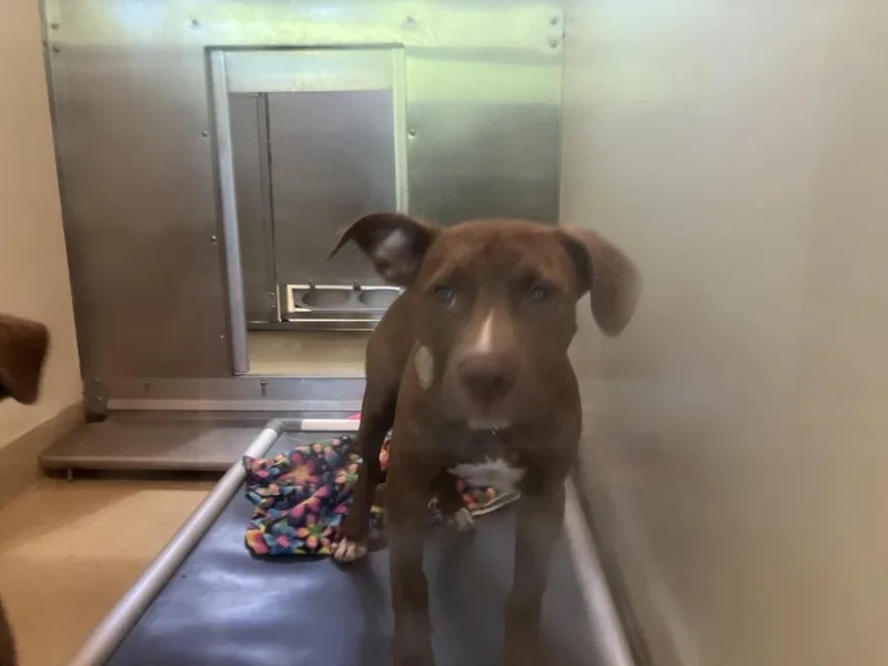 A baby small-sized male Pit Bull Terrier dog named Duke for adoption in Chapel Hill, NC