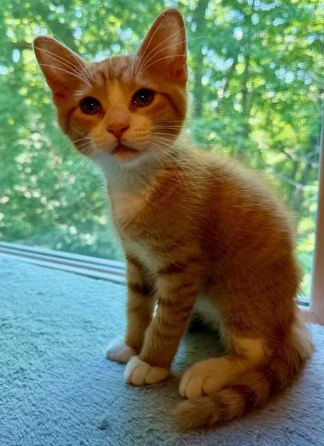 A baby small-sized male Domestic Short Hair cat named Rocky for adoption in Peoria, IL