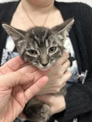 A baby medium-sized female Domestic Short Hair cat named Bandita for adoption in West Chester, PA
