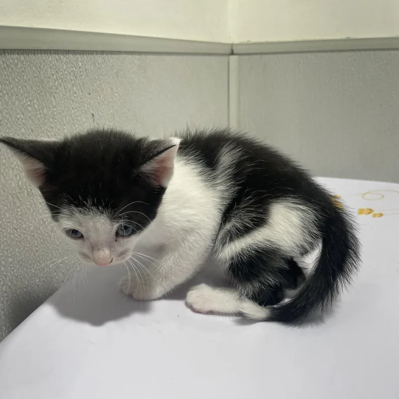 A baby small-sized male White Domestic Short Hair cat named Raymond for adoption in Tampa, FL