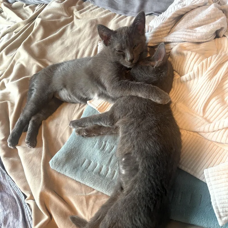 A baby medium-sized female Gray / Blue / Silver Domestic Short Hair cat named Solene AND Soraya for adoption in Omaha, NE