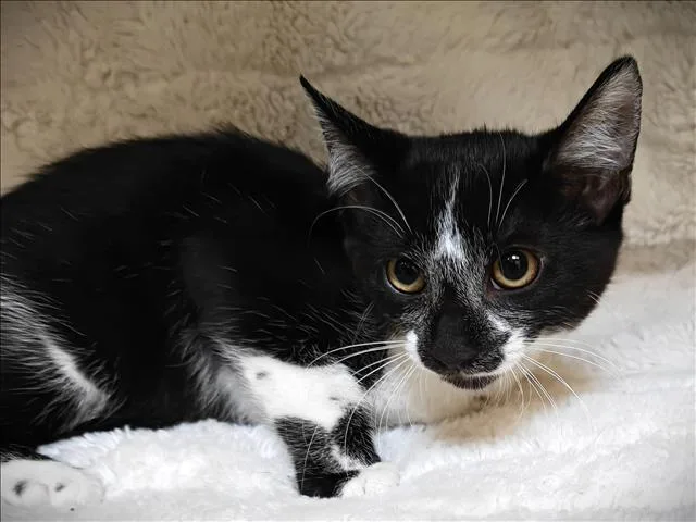 A baby medium-sized male Domestic Short Hair cat named Polar Bear for adoption in Los Angeles, CA
