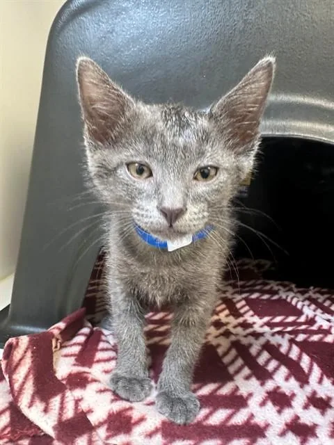 A baby small-sized male Domestic Short Hair cat named Sterling for adoption in San Luis Obispo, CA
