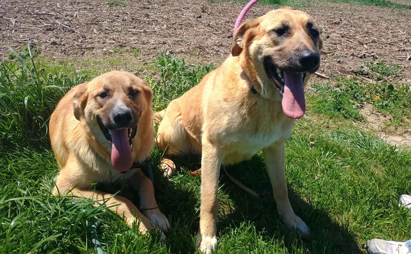 A young large-sized male Golden Retriever dog named Bjorn for adoption in Liberty, IN
