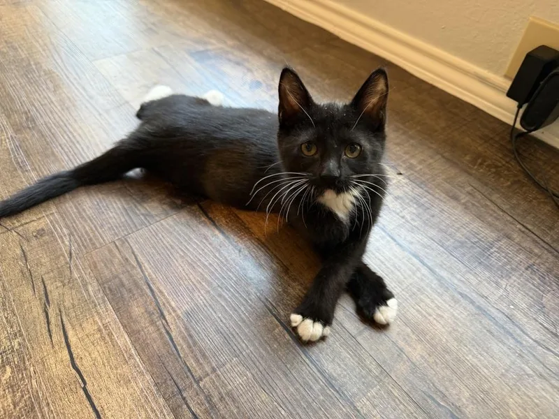 A baby small-sized male Black & White / Tuxedo Domestic Short Hair cat named Pax Au Telemanus for adoption in Dallas, TX
