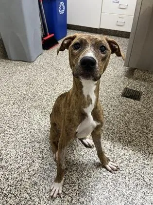 A baby small-sized female Mixed Breed dog named Junie for adoption in Westland, MI