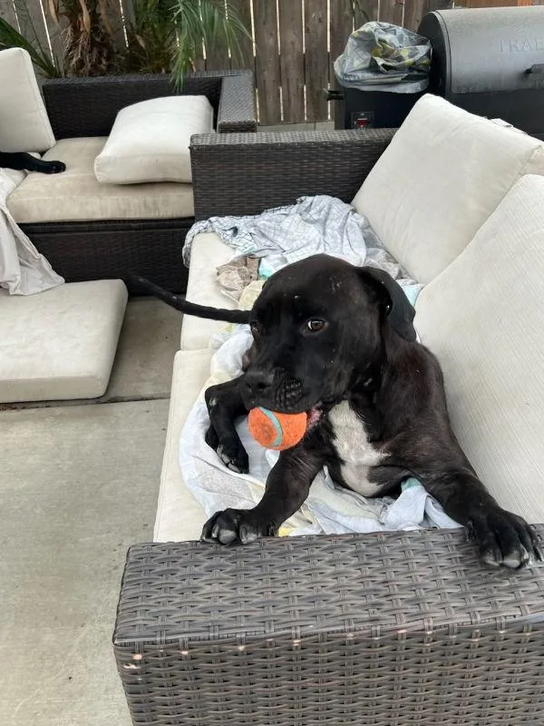 A young medium-sized female Labrador Retriever dog named Bella for adoption in San Diego, CA