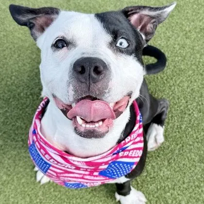 An adult medium-sized female Mixed Breed dog named Bella for adoption in Largo, FL
