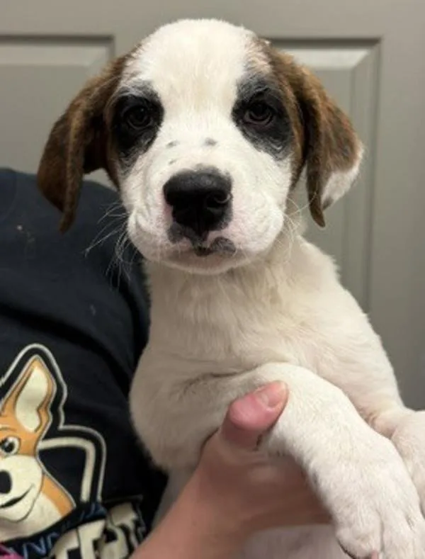 A baby large-sized male Saint Bernard dog named Cypress for adoption in Littleton, CO