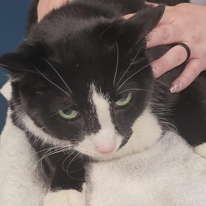 An adult extra large-sized male Black Domestic Short Hair cat named Little Bit for adoption in Vineland, NJ