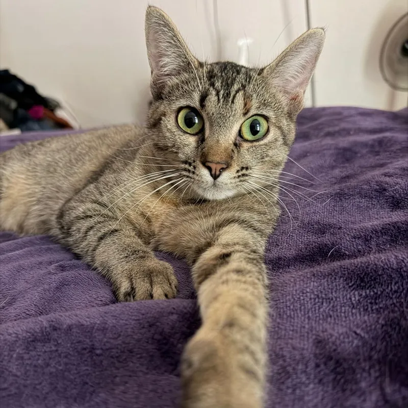 A young medium-sized female Brown / Chocolate Domestic Short Hair cat named Darcy for adoption in Houston, TX
