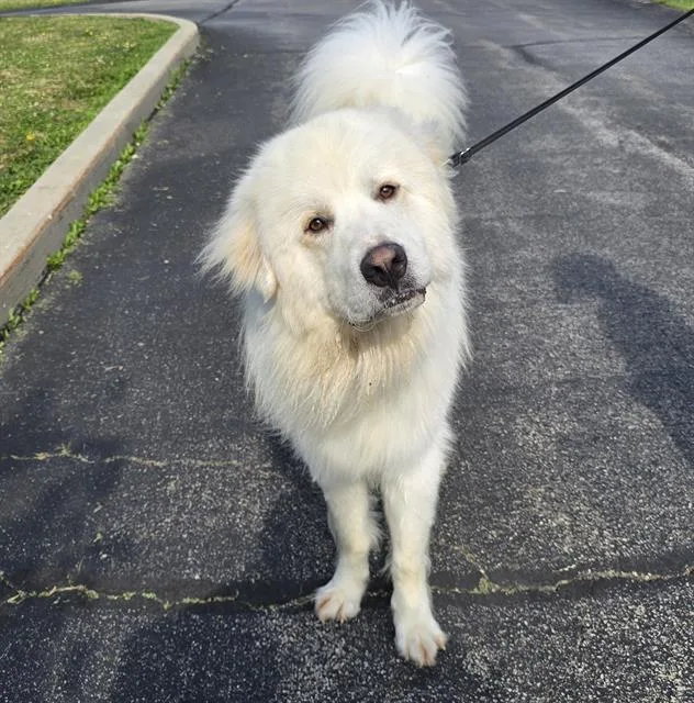 An adult extra large-sized male Great Pyrenees dog named Tuck for adoption in Aliquippa, PA