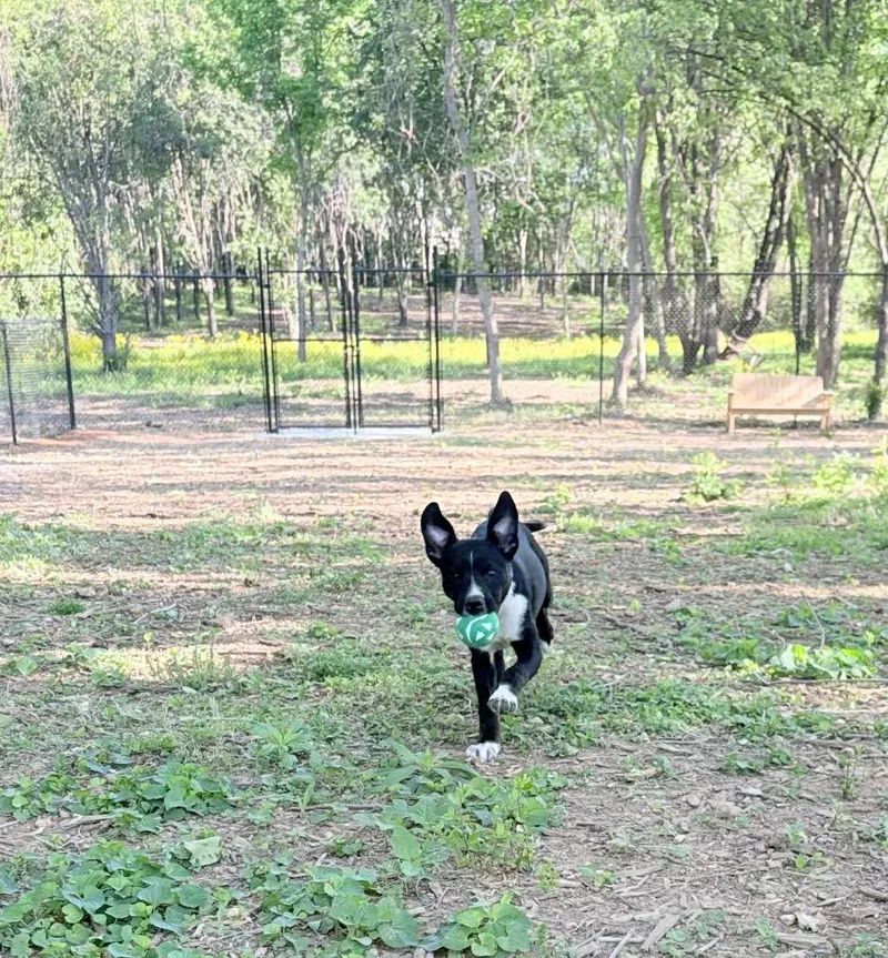 A baby medium-sized male Pit Bull Terrier dog named Kennedy for adoption in Athens, AL