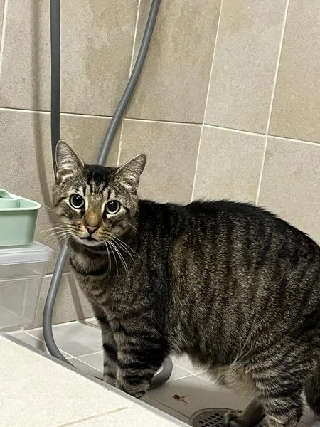 An adult medium-sized male Domestic Short Hair cat named Remi for adoption in Stratham, NH