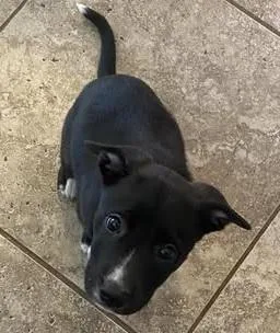 A baby medium-sized female Black Shepherd dog named Chloe for adoption in San Tan Valley, AZ