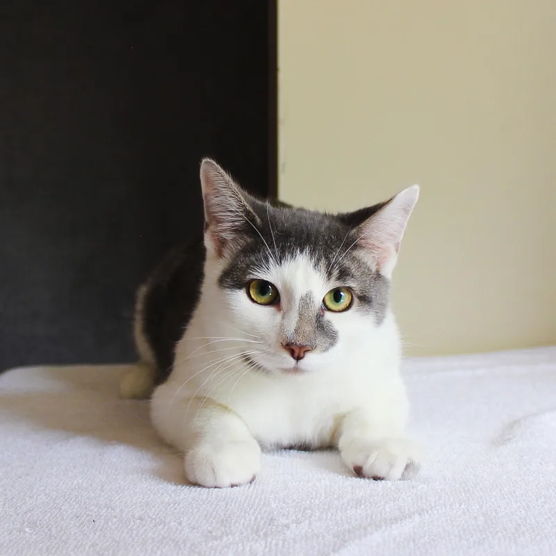 A young medium-sized male Tabby cat named Lucky for adoption in Wayne, NJ