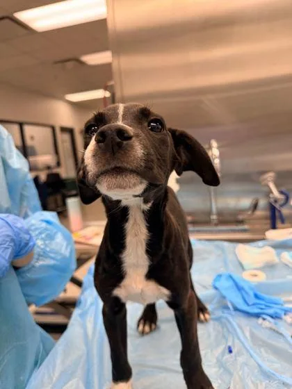 A young medium-sized male Black Mixed Breed dog named Damon for adoption in Kansas City, MO