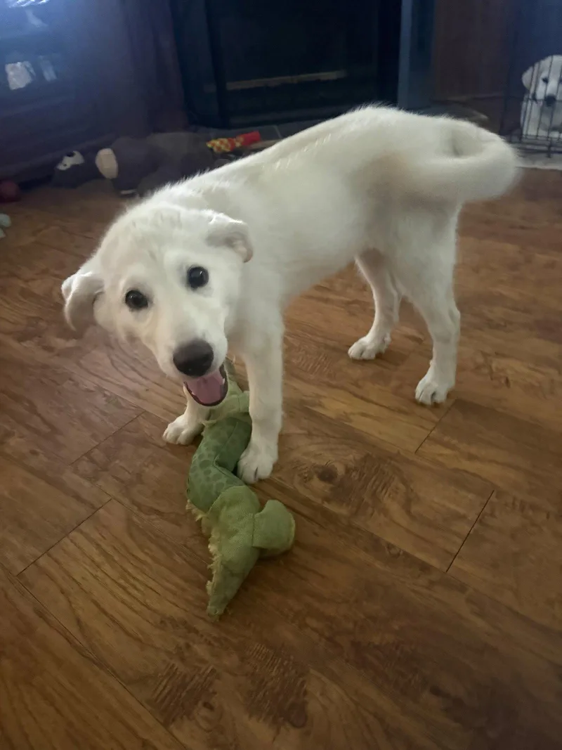 A young large-sized female Great Pyrenees dog named Willow for adoption in Garland, TX