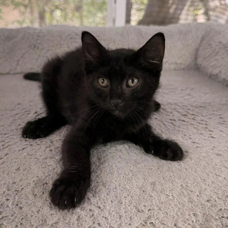 A baby small-sized male Black Domestic Medium Hair cat named Void for adoption in Boerne, TX