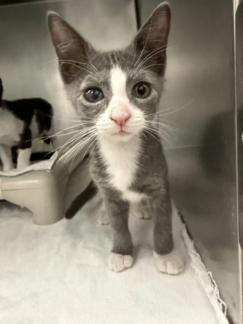 A baby small-sized female Domestic Short Hair cat named Kraken for adoption in Las Vegas, NV
