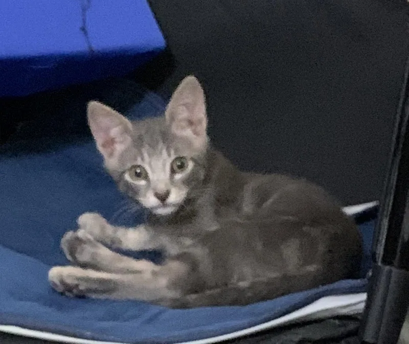 An adult medium-sized male Domestic Short Hair cat named Papi for adoption in Oviedo, FL
