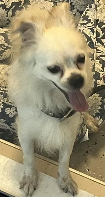 A young small-sized male Papillon dog named Rocky for adoption in Forney, TX