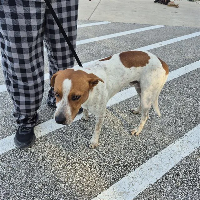 A young medium-sized male Terrier dog named Franky for adoption in San Antonio, TX