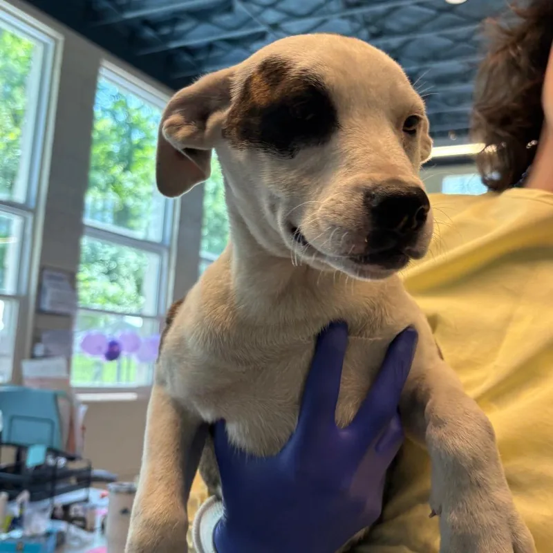 A baby small-sized female White / Cream Mixed Breed dog named Sienna for adoption in Huntington, WV