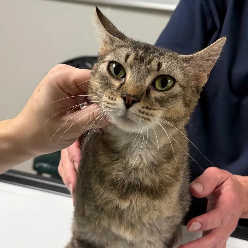 A young small-sized female Brown / Chocolate Domestic Short Hair cat named Sandy Paws for adoption in Canton, IL