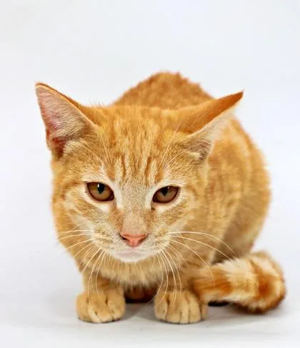 A baby small-sized male Domestic Short Hair cat named Crush for adoption in Morton Grove, IL