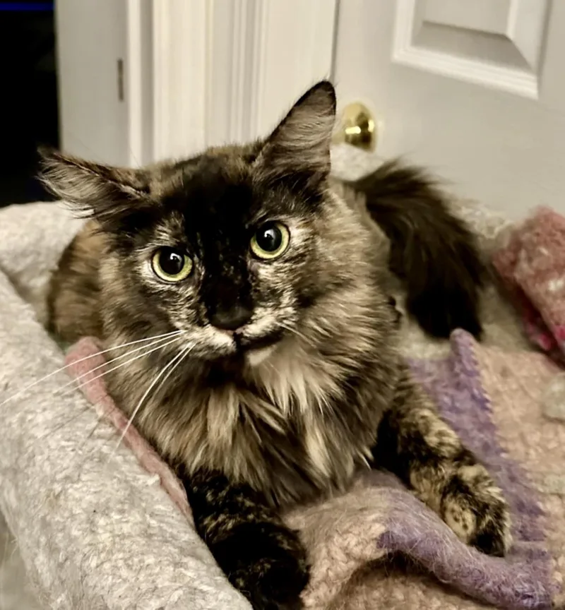 An adult medium-sized female Domestic Long Hair cat named Kora for adoption in Seven Valleys, PA