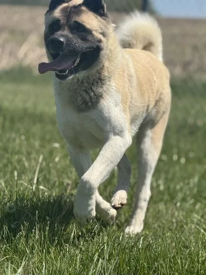 An adult large-sized male Akita dog named Chico for adoption in Columbus, IN