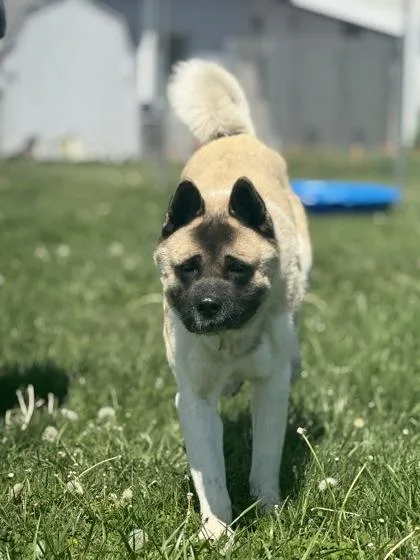 Chico thumbnail 3