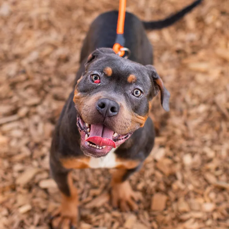 A young medium-sized male Gray / Blue / Silver Pit Bull Terrier dog named Tony for adoption in Tacoma, WA