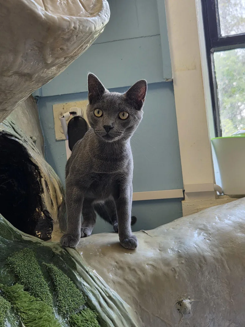 A young medium-sized male Russian Blue cat named Coco for adoption in Flint Hill, VA