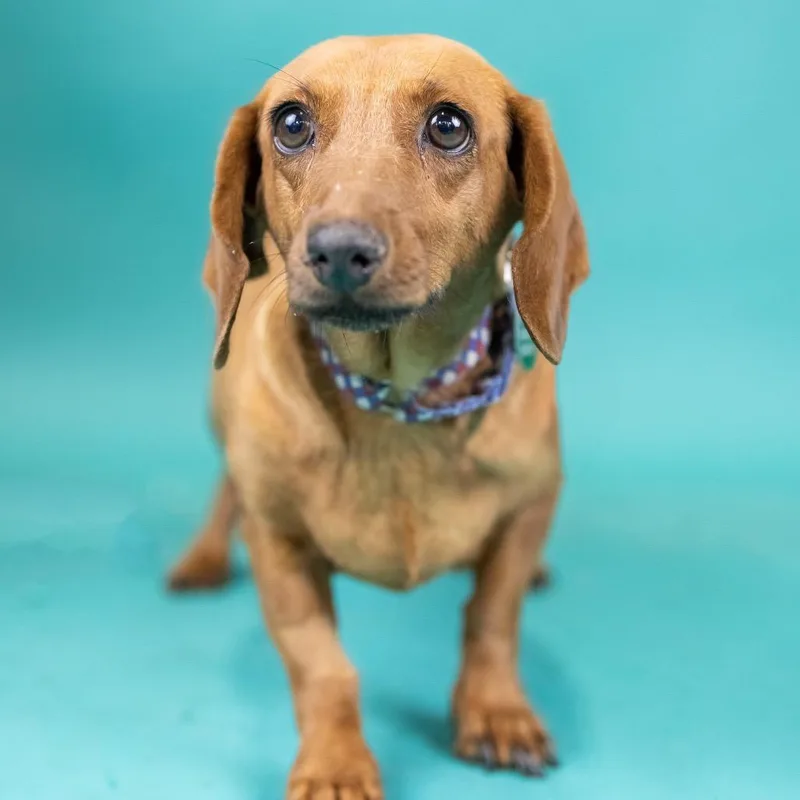 An adult small-sized female Red / Chestnut / Orange Dachshund dog named Penny for adoption in Portland, OR