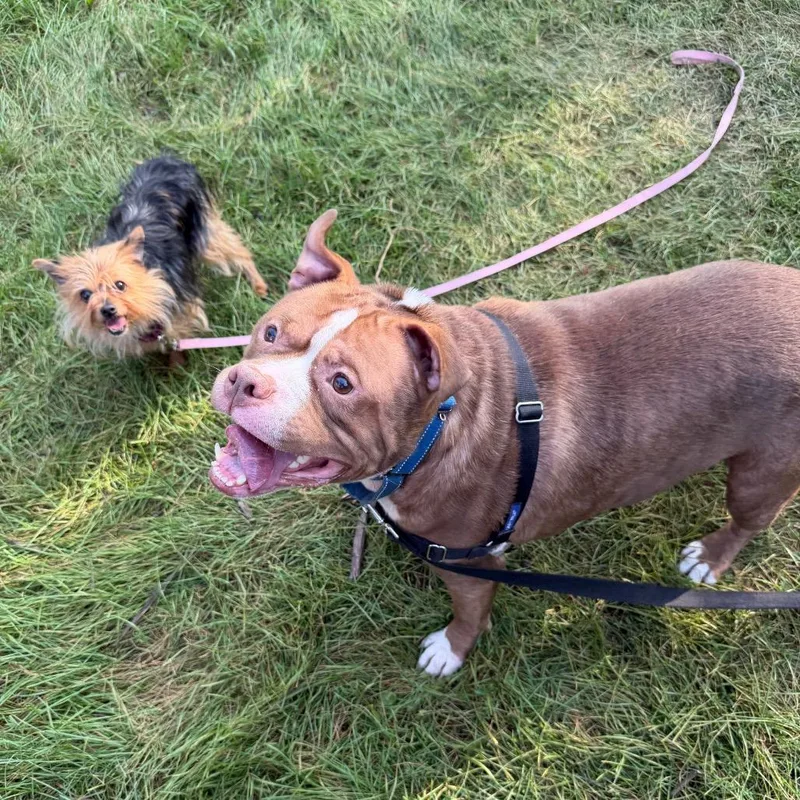 Tiny  bonded to