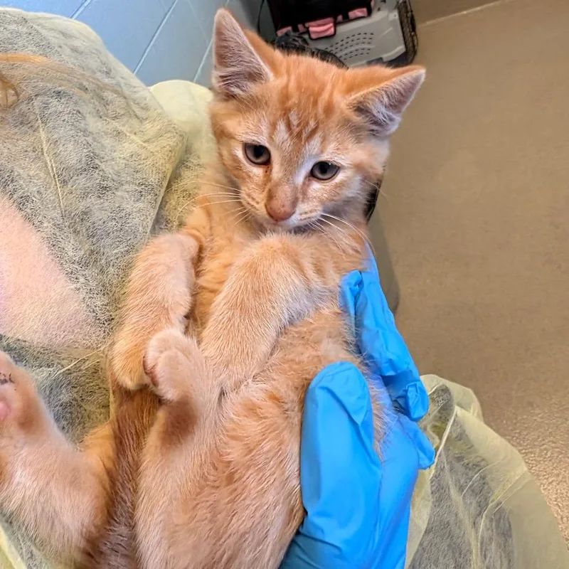 A baby small-sized male Orange / Red Domestic Short Hair cat named Jack Straw for adoption in Fredericksburg, VA