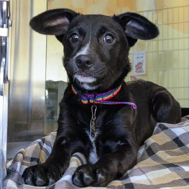 A baby small-sized female Labrador Retriever dog named Lessi for adoption in St. Louis, MO
