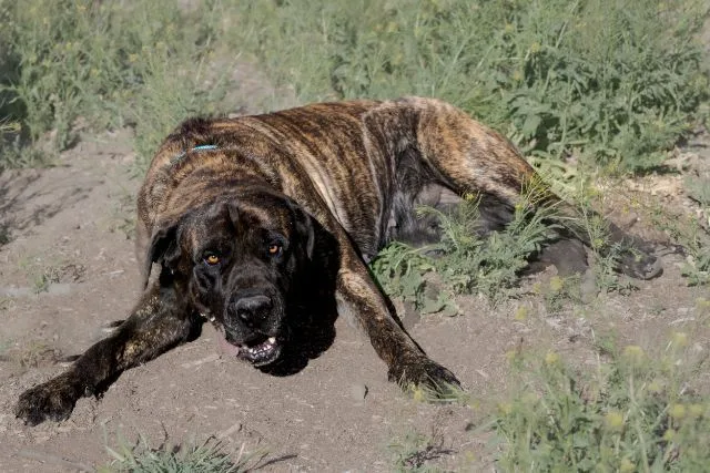 A young extra large-sized female Mastiff dog named Kimmie for adoption in Los Angeles, CA