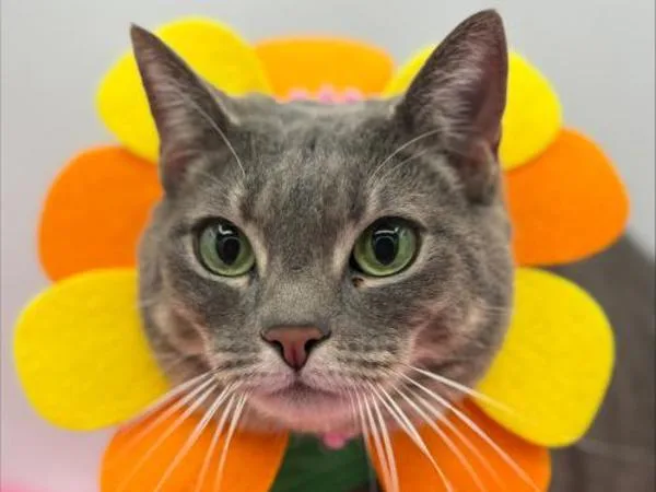 An adult large-sized female Domestic Short Hair cat named Cuddles for adoption in Portland, OR