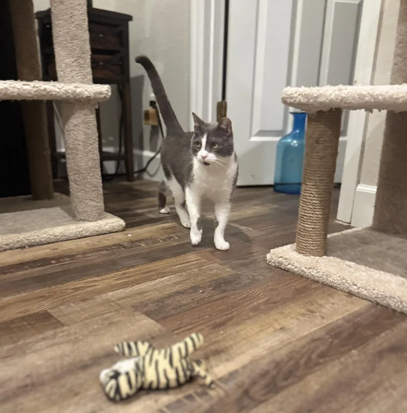 An adult large-sized female Gray & White American Shorthair cat named Nibbles for adoption in Ocala, FL