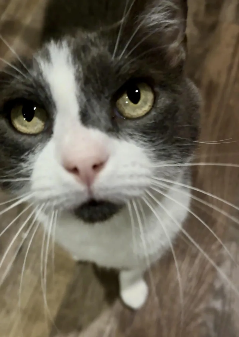 Nibbles thumbnail 2