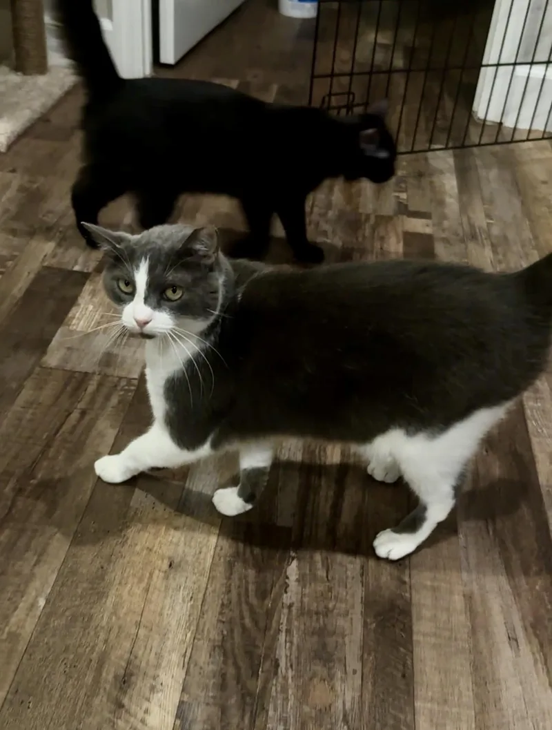 Nibbles thumbnail 4