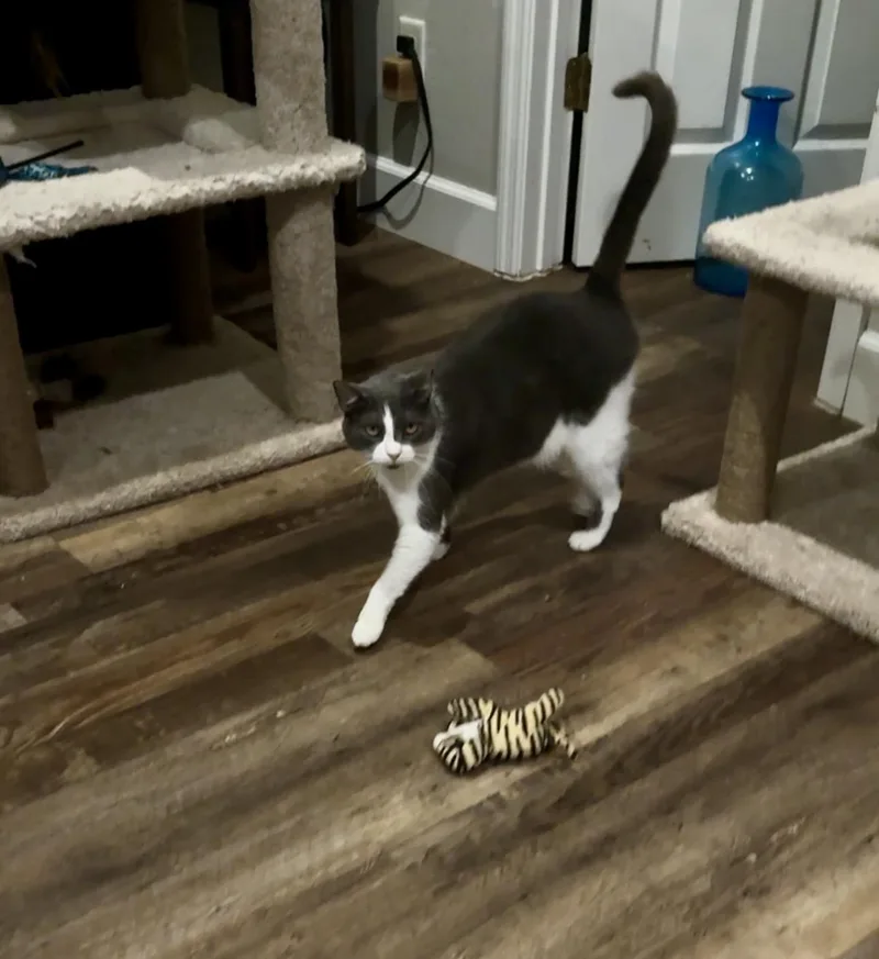 Nibbles thumbnail 5