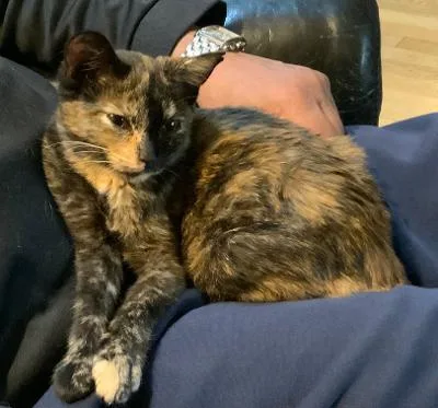 A baby medium-sized female Tortoiseshell Domestic Short Hair cat named Strawberry Peach for adoption in Mokena, IL
