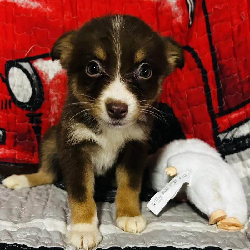 Perdita