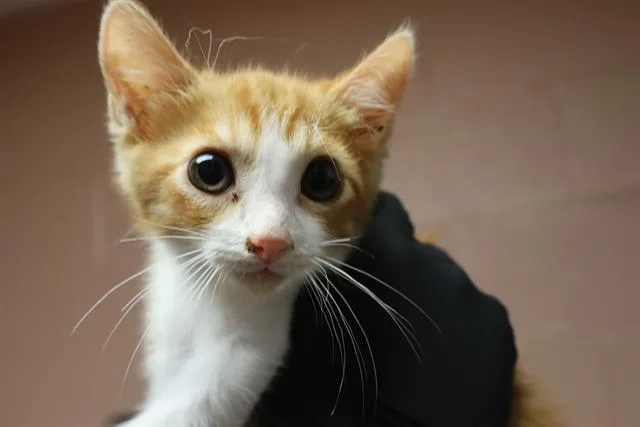 A baby small-sized female Domestic Short Hair cat named Livvy for adoption in Columbia, SC